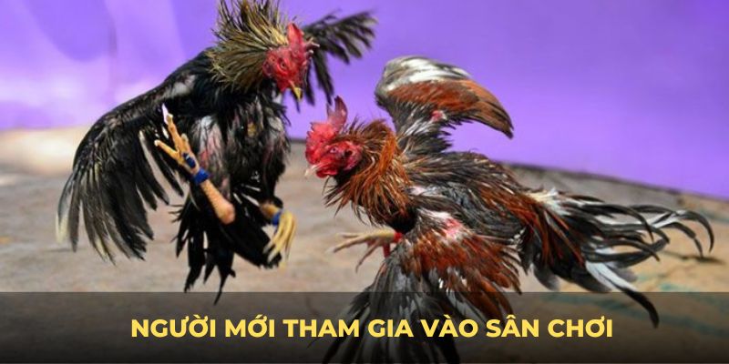 Người mới tham gia vào sân chơi