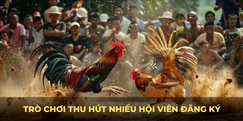 Trò chơi thu hút nhiều hội viên đăng ký Đá gà Xin88